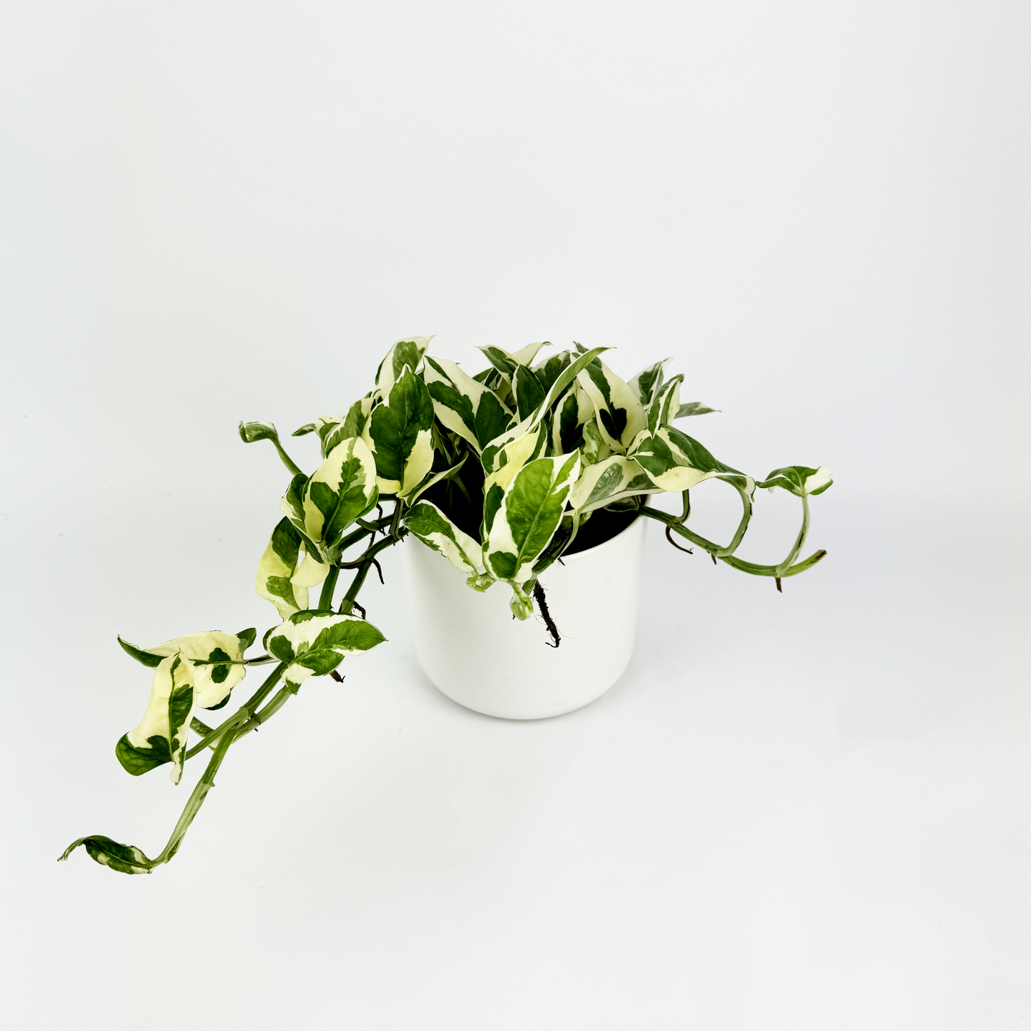 Pothos Njoy Indoor Houseplant