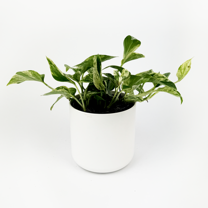 Marble Queen Pothos Indoor Houseplant