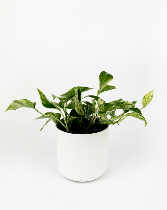 Marble Queen Pothos Indoor Houseplant