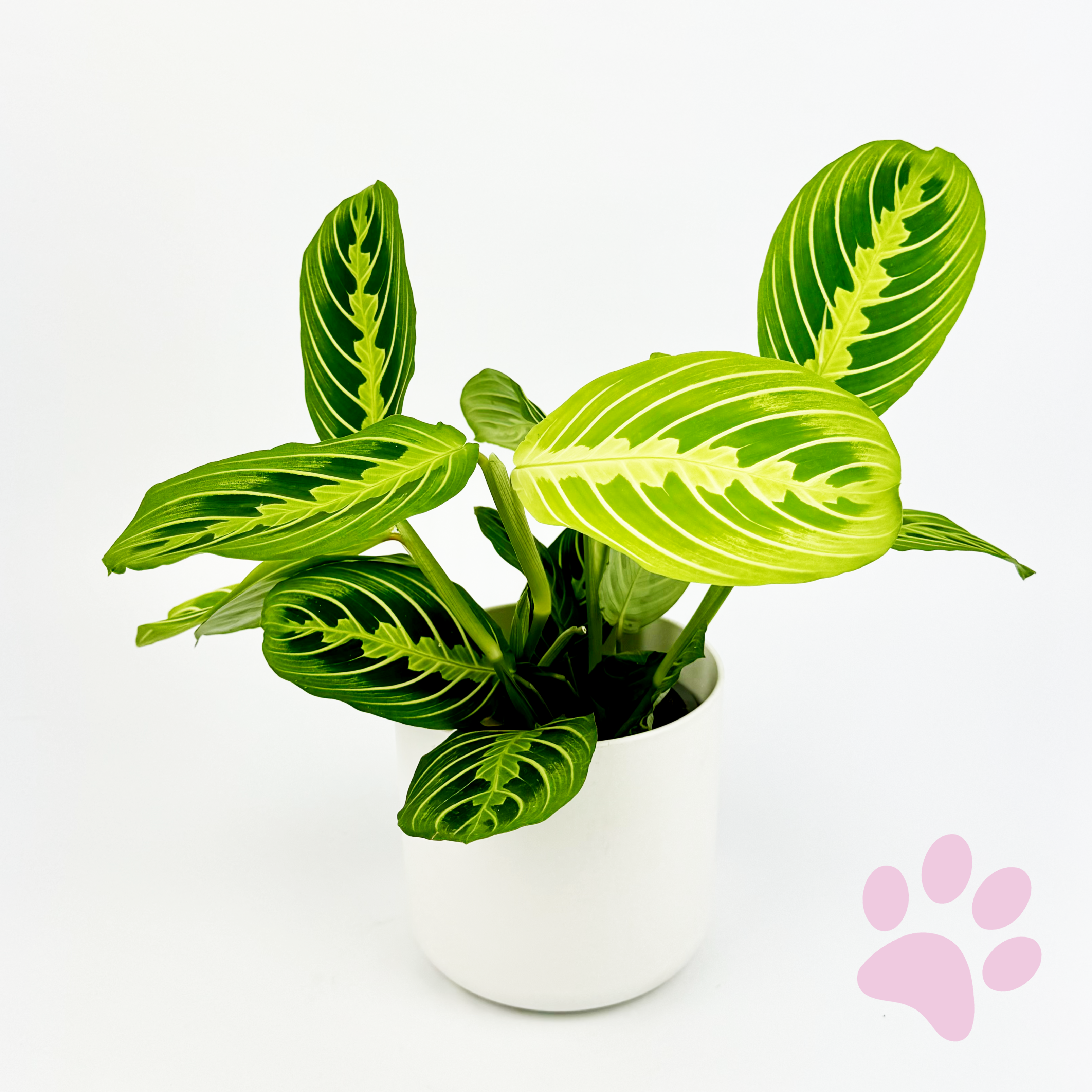 Maranta Lemon Lime Indoor Houseplant