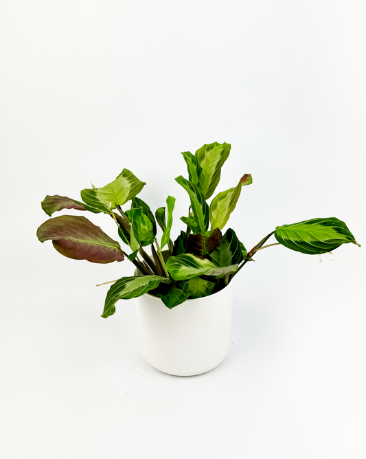 Silver Band Prayer Indoor Houseplant