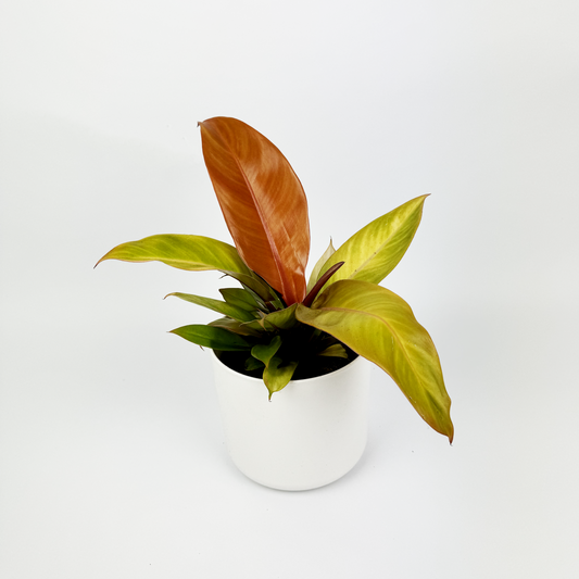 Philodendron Prince Of Orange Indoor Houseplant