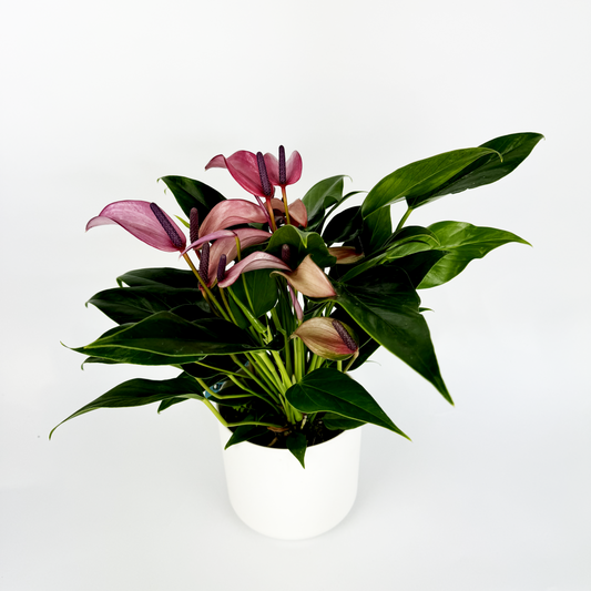 Anth. royal zizou purple Houseplant