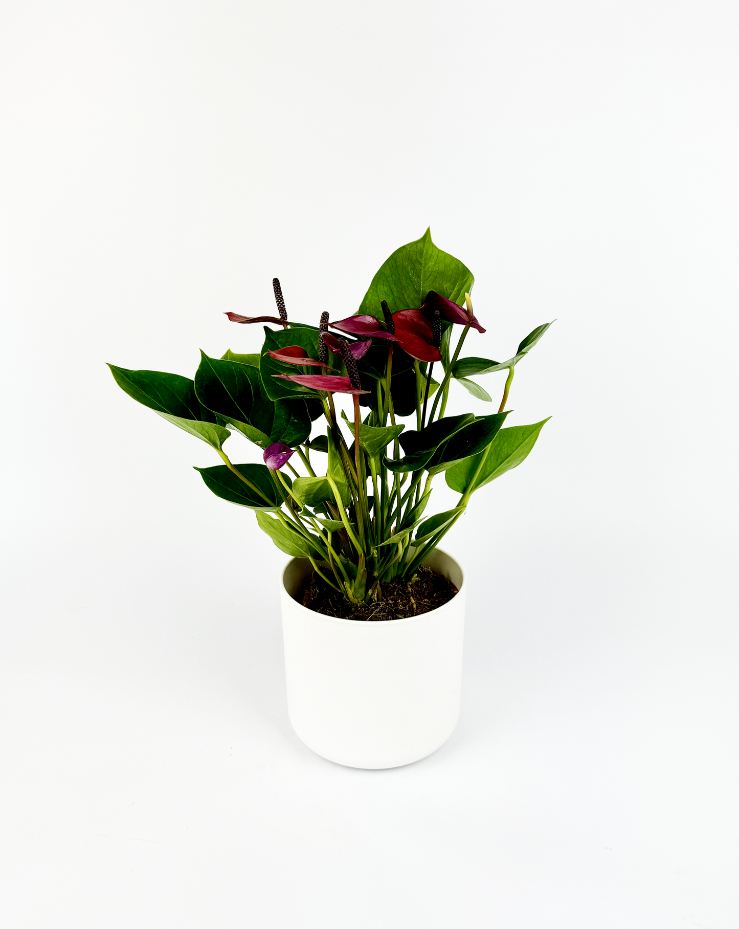 Anthurium Baby Purple Indoor Houseplant