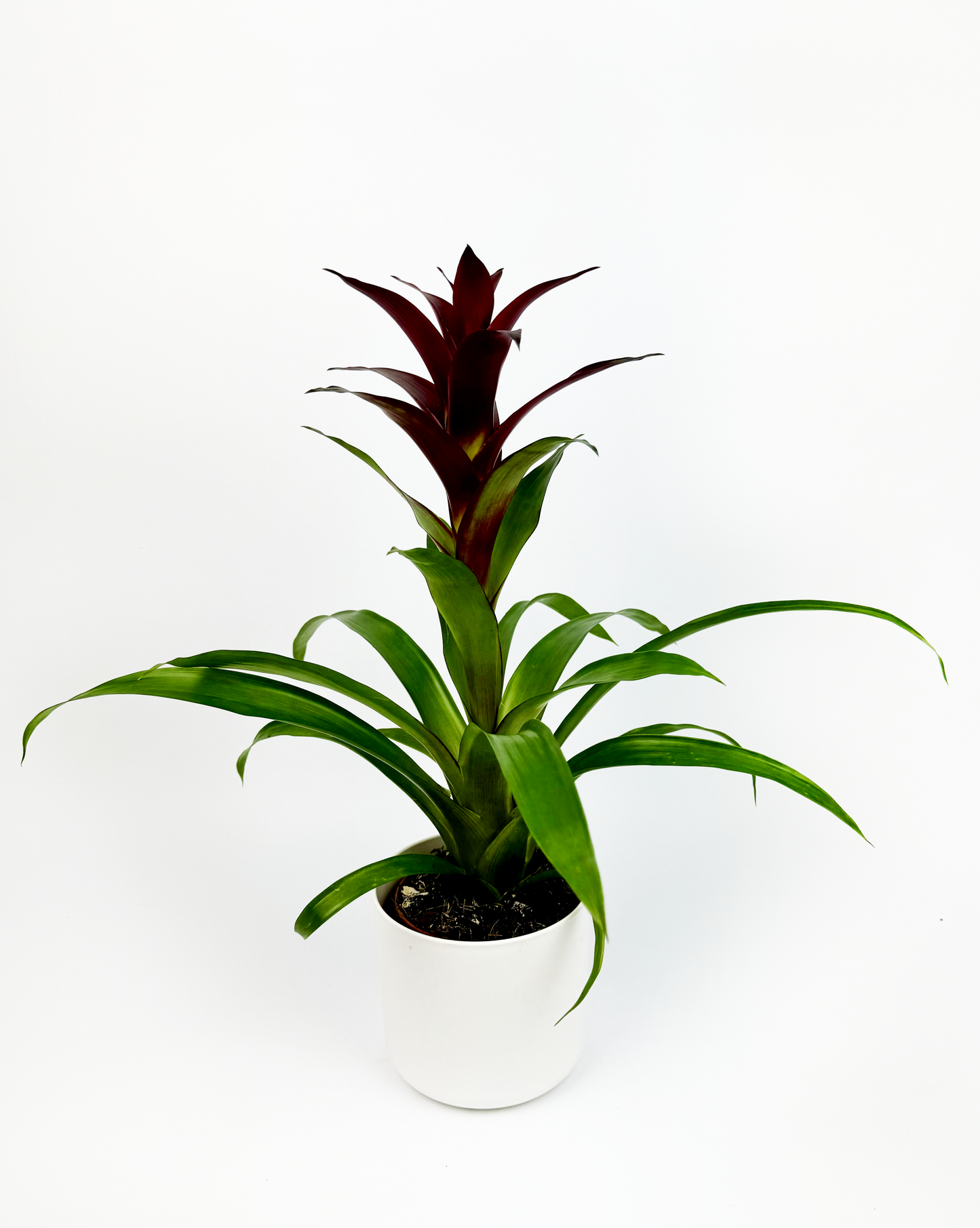 Purple Guzmania Indoor Houseplant Tropical