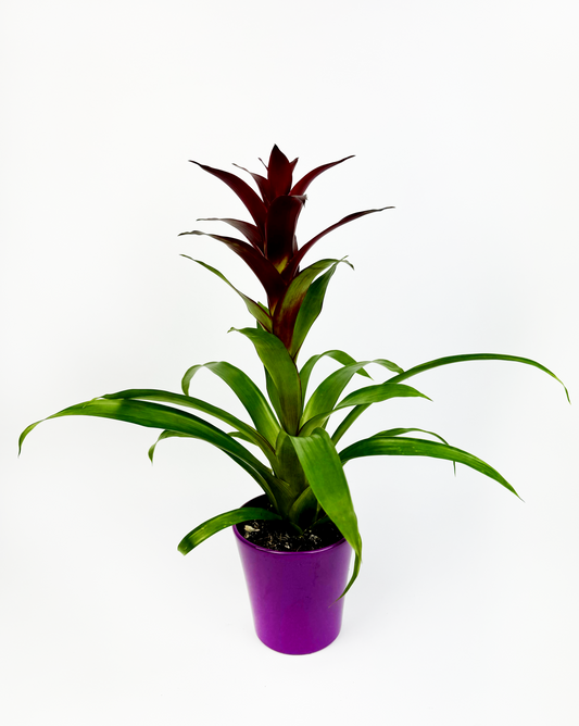 Purple Guzmania Tropical Indoor Houseplant With Pot