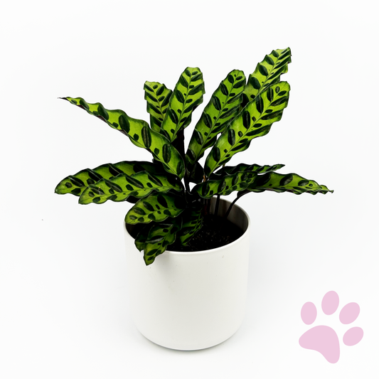 Calathea Rattle Snake Indoor Houseplants