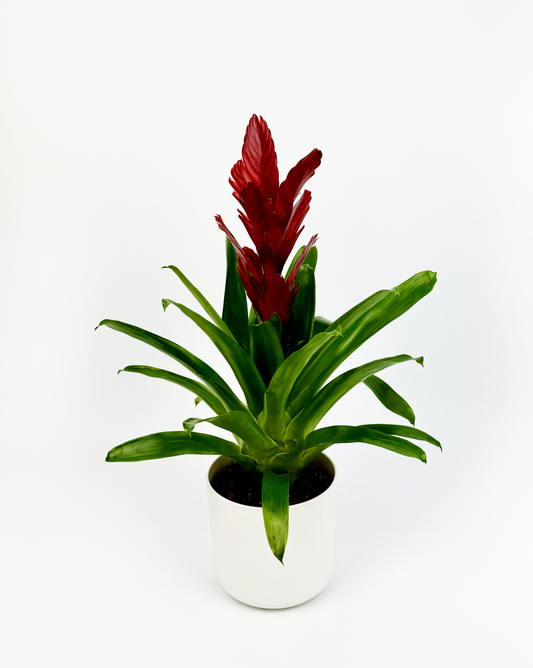 Vriesea Intenso Red Indoor Houseplant