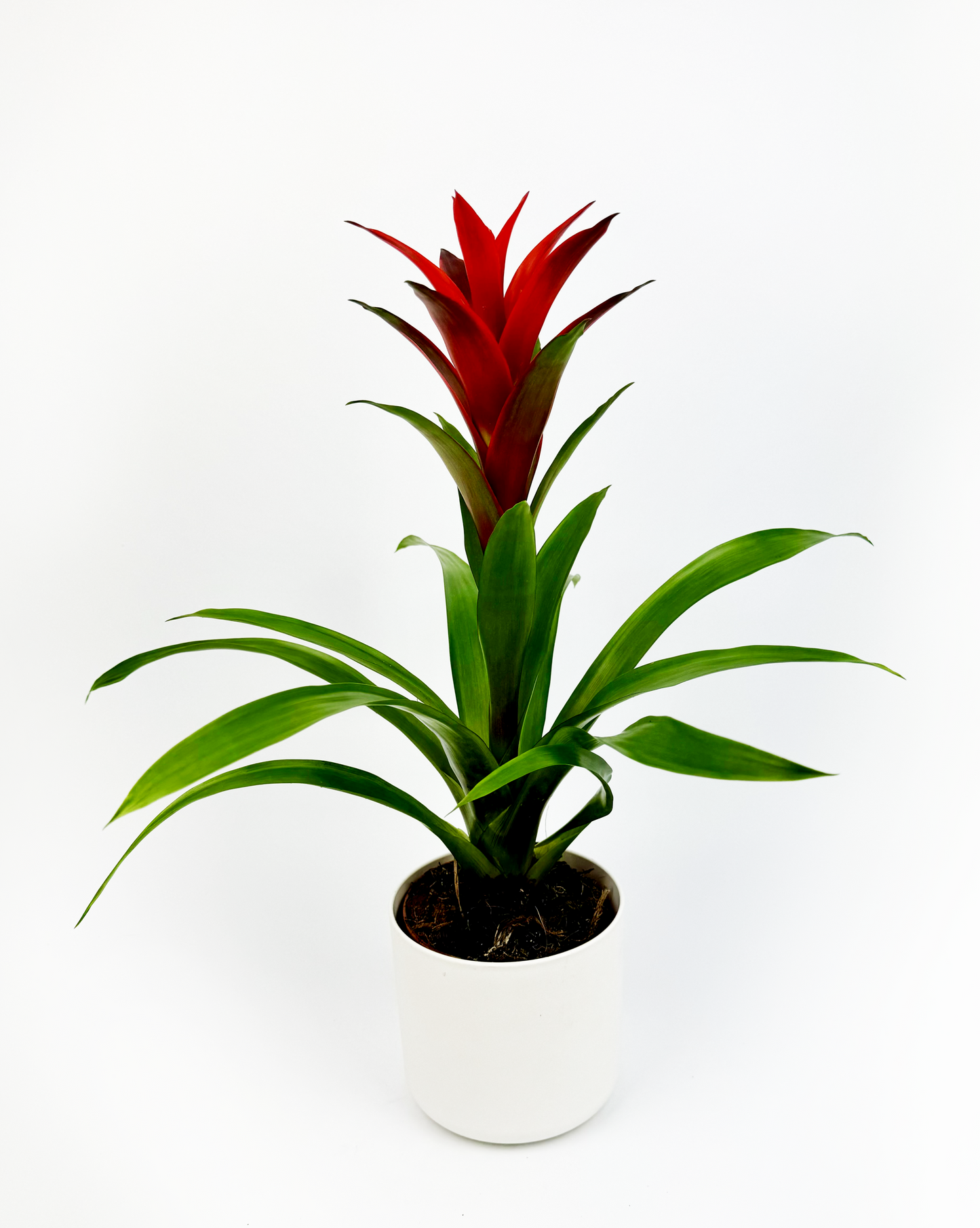 Red Guzmania Tropical Indoor Houseplant