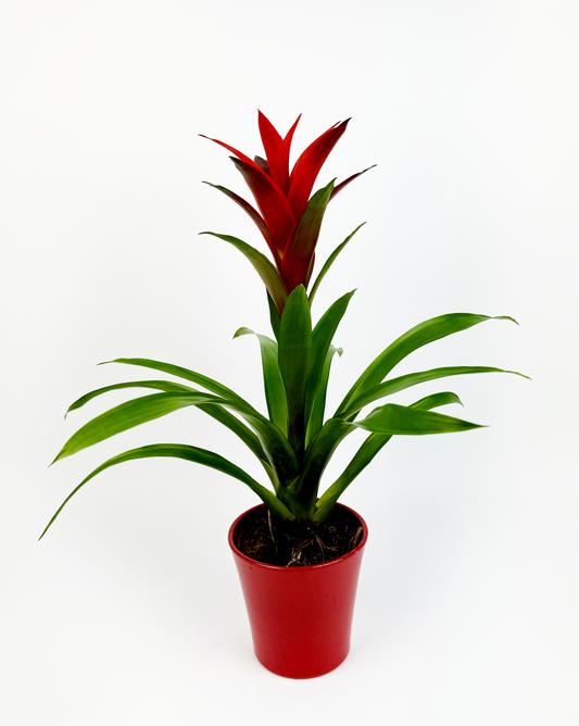 Red Guzmania Tropical Indoor Houseplant With Pot