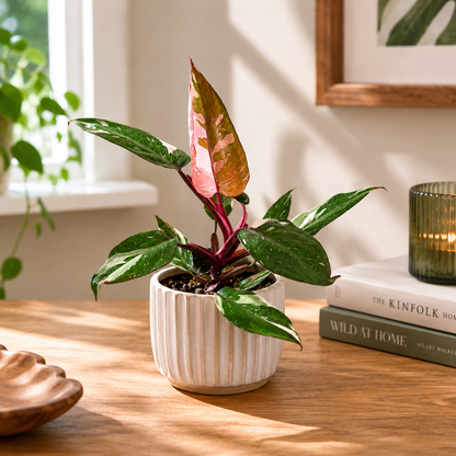 Philodendron Red Anderson Houseplant