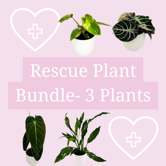 Rescue Plant Bundle- 3 Plants