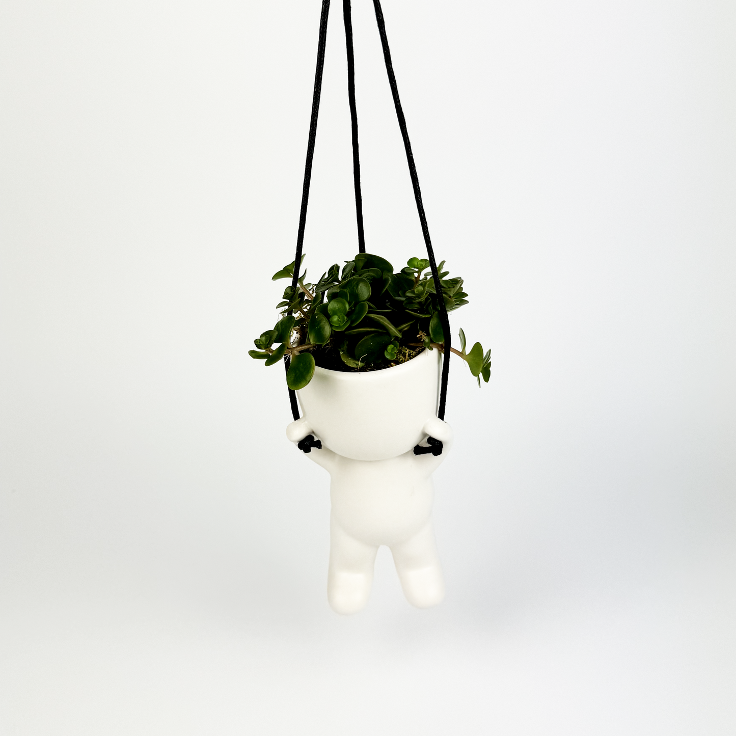 Sedum Hanging pot Houseplant