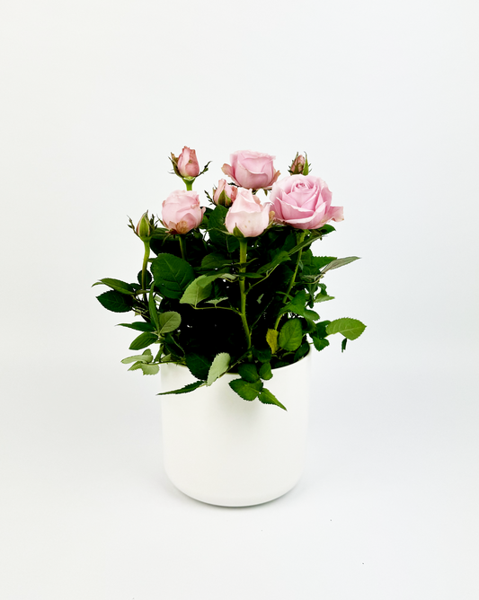 Pink Rose Indoor Houseplant