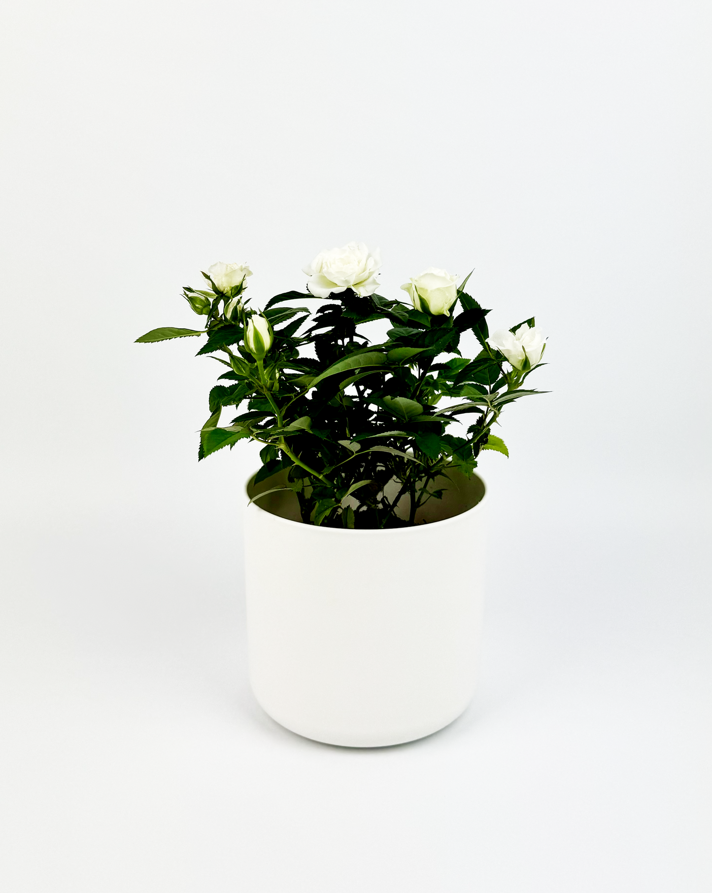 White Rose Indoor Houseplant