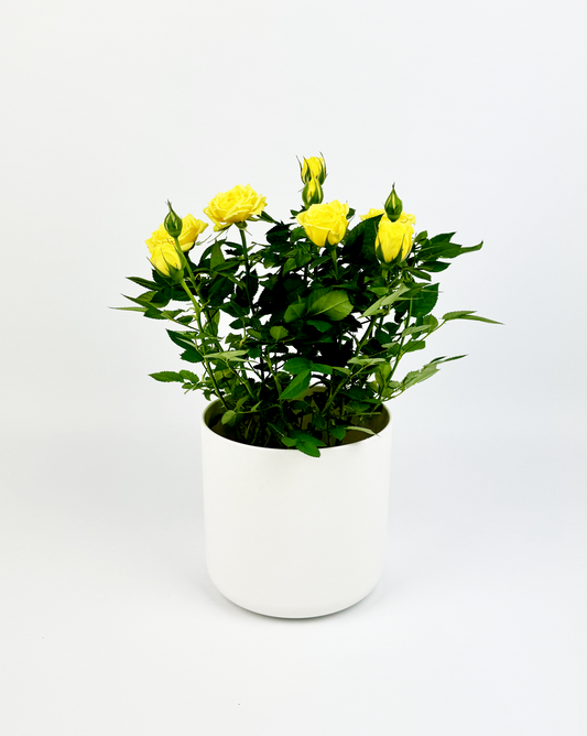 Yellow Rose Indoor Houseplant