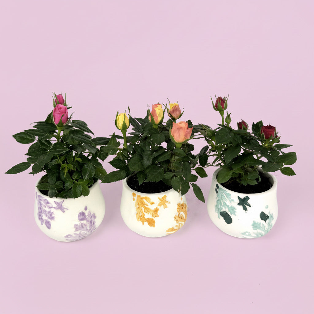 Trio Rose Plant And Ceramic Pot Gift Set