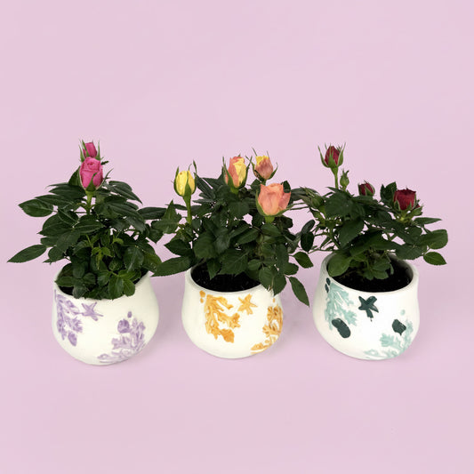 Trio Rose Plant And Ceramic Pot Gift Set