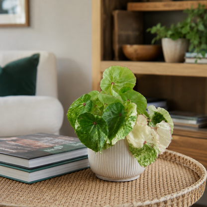 Begonia Rouge Variegated 12cm Potsize Houseplant