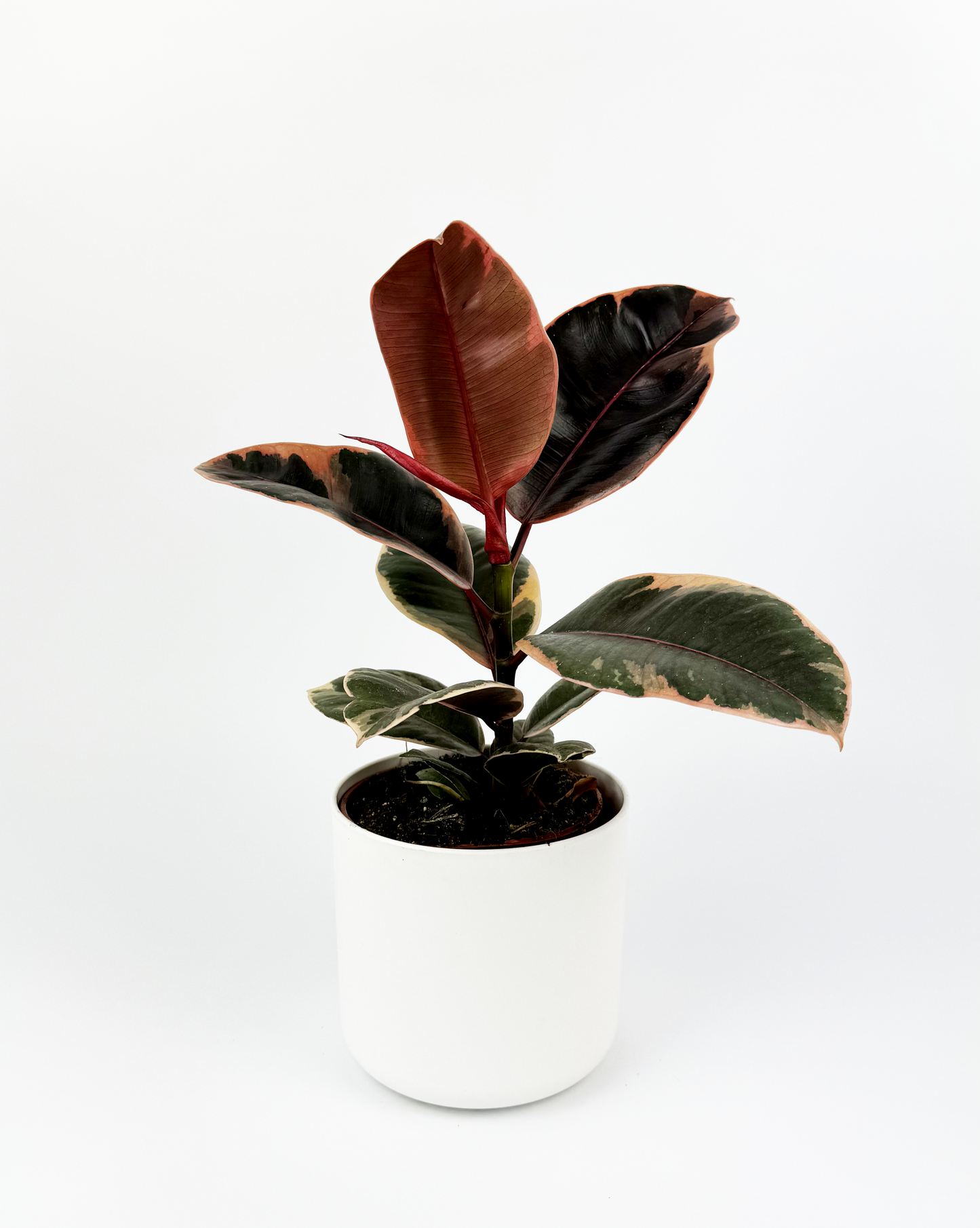 Rubber Belize Indoor Houseplant