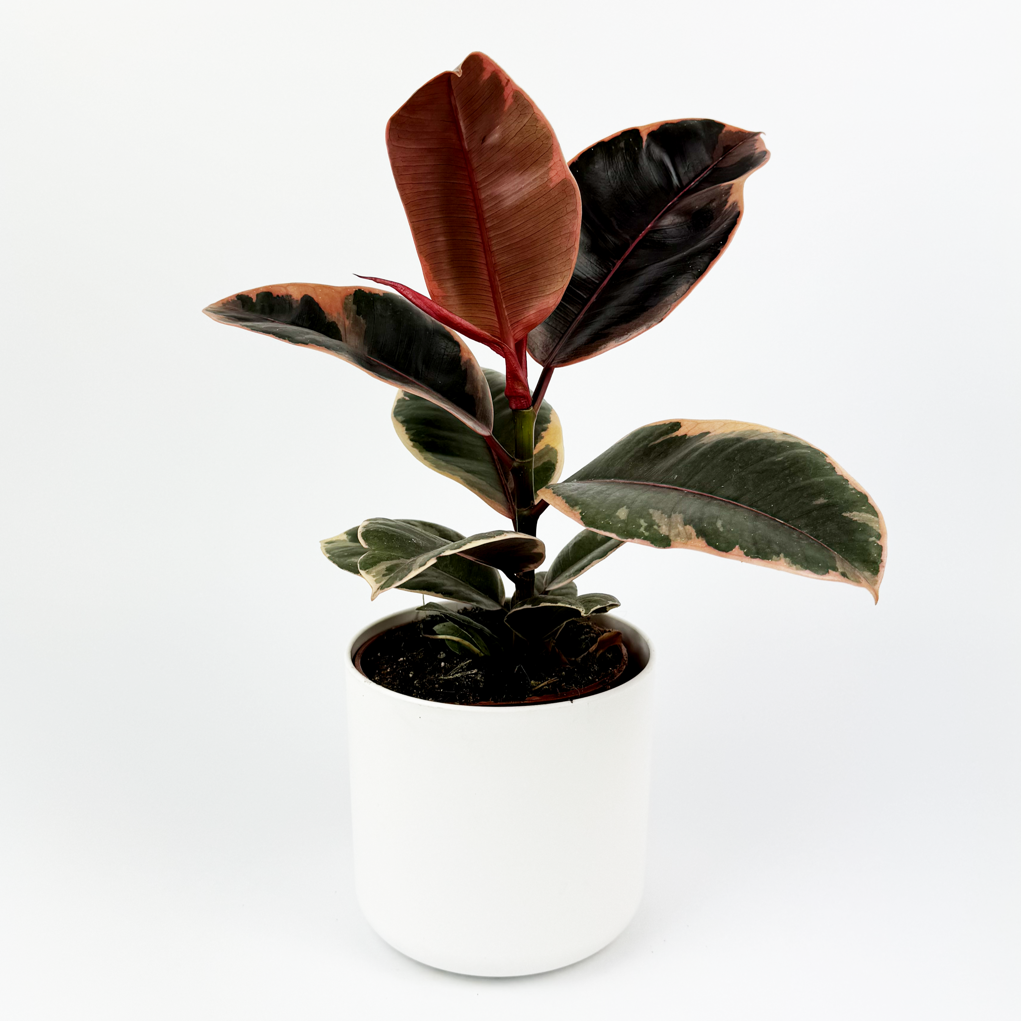 Rubber Belize Indoor Houseplant