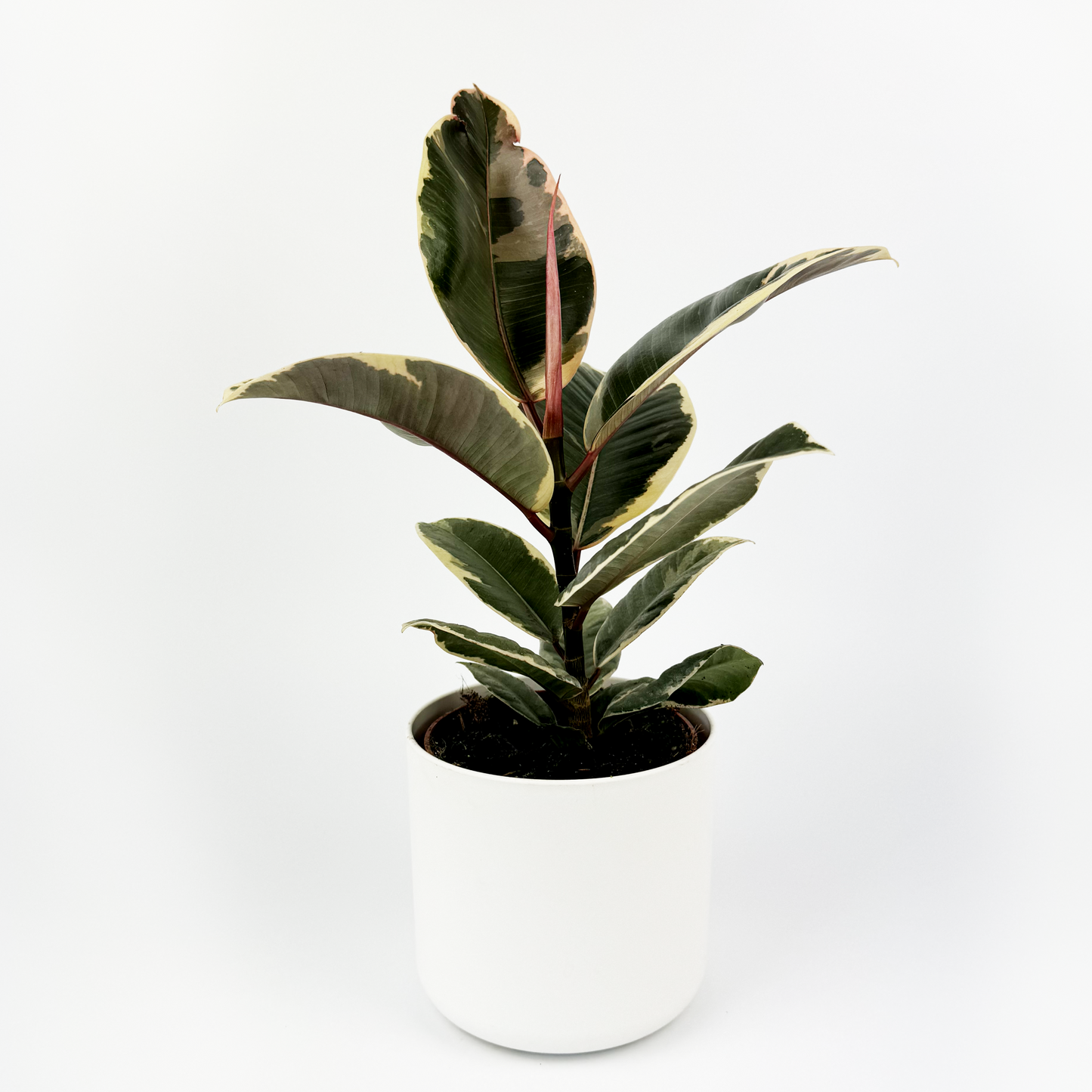 Rubber Tineke Indoor Houseplant