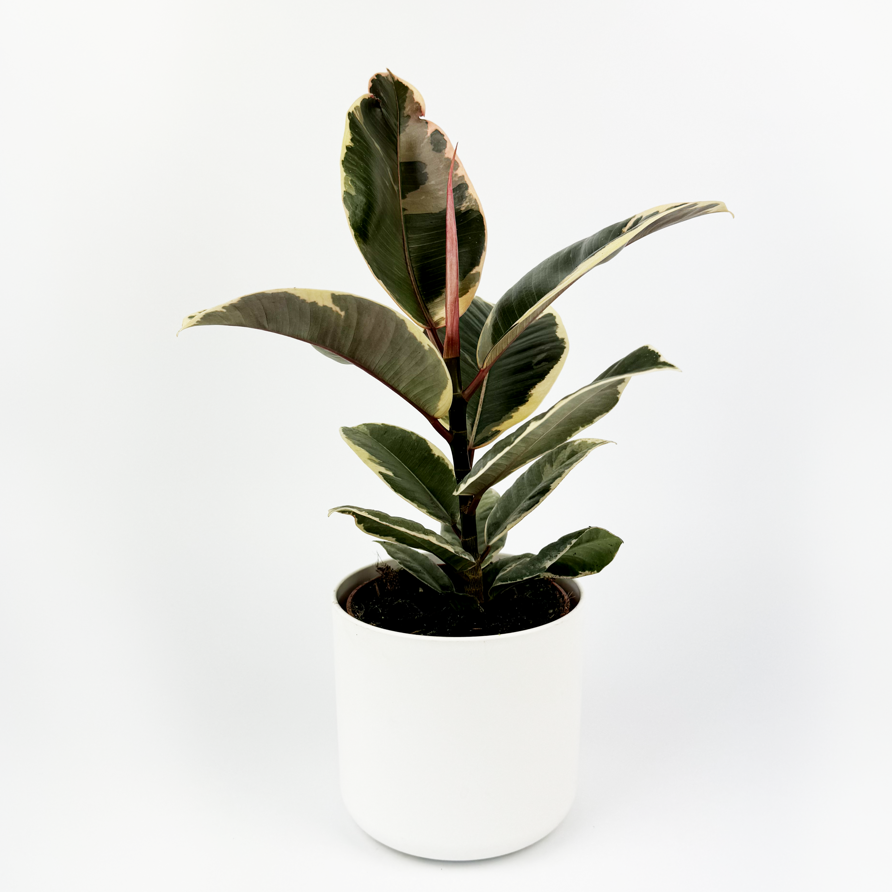 Rubber Tineke Indoor Houseplant