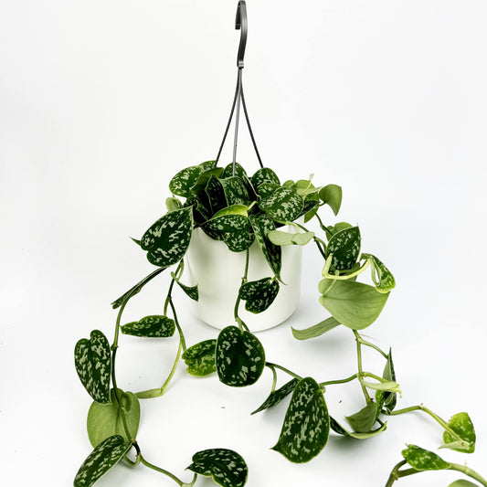 Satin Pothos Houseplant