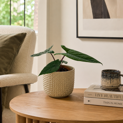 Alocasia Scalprum 12cm Pot Size Houseplant