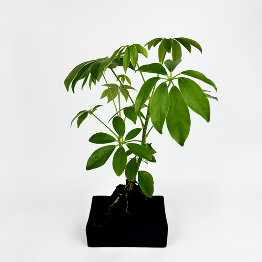 Schefflera on Lava Indoor Houseplant