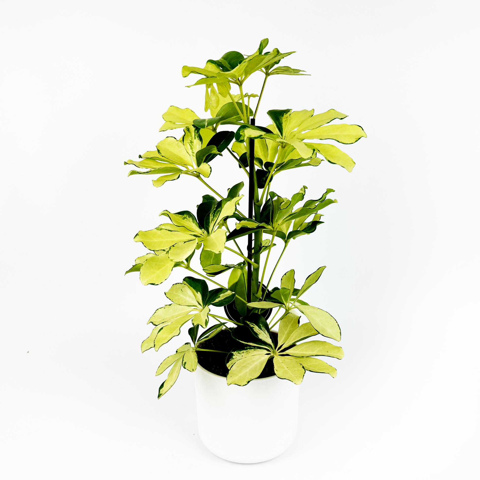 schefflera arboricola gerda Schefflera Gerda Indoor Houseplant – OH SO Floral