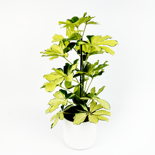 Schefflera Gerda Indoor Houseplant