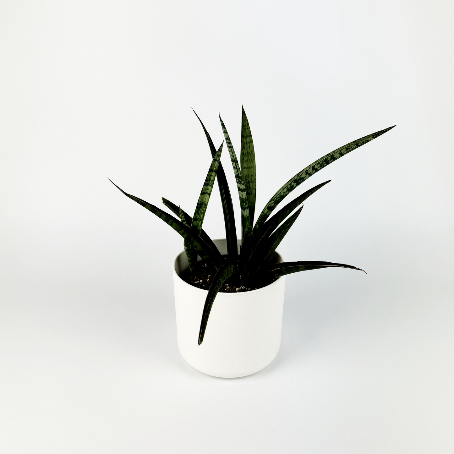 Sanseveria Trifasciata Megan Houseplant