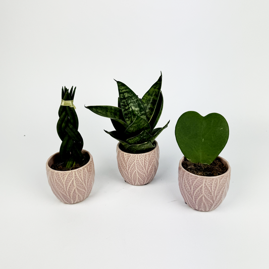 Baby Trio With Pink Ceramic Pots Snake and hoya