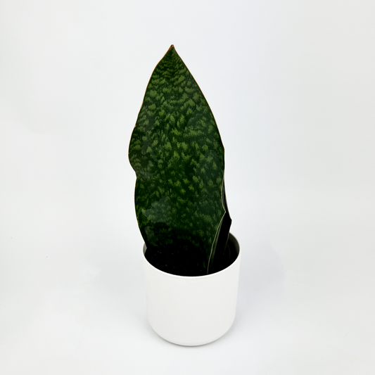 Snake Whale Fin Indoor Houseplant