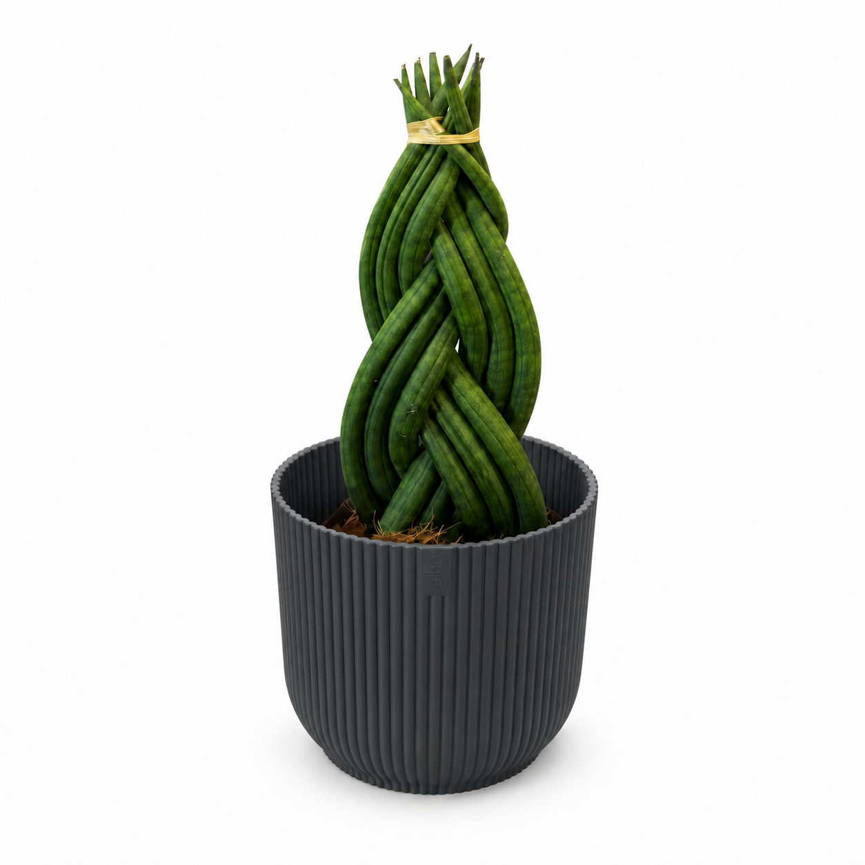 Sansevieria Braided 11cm Houseplant Gift