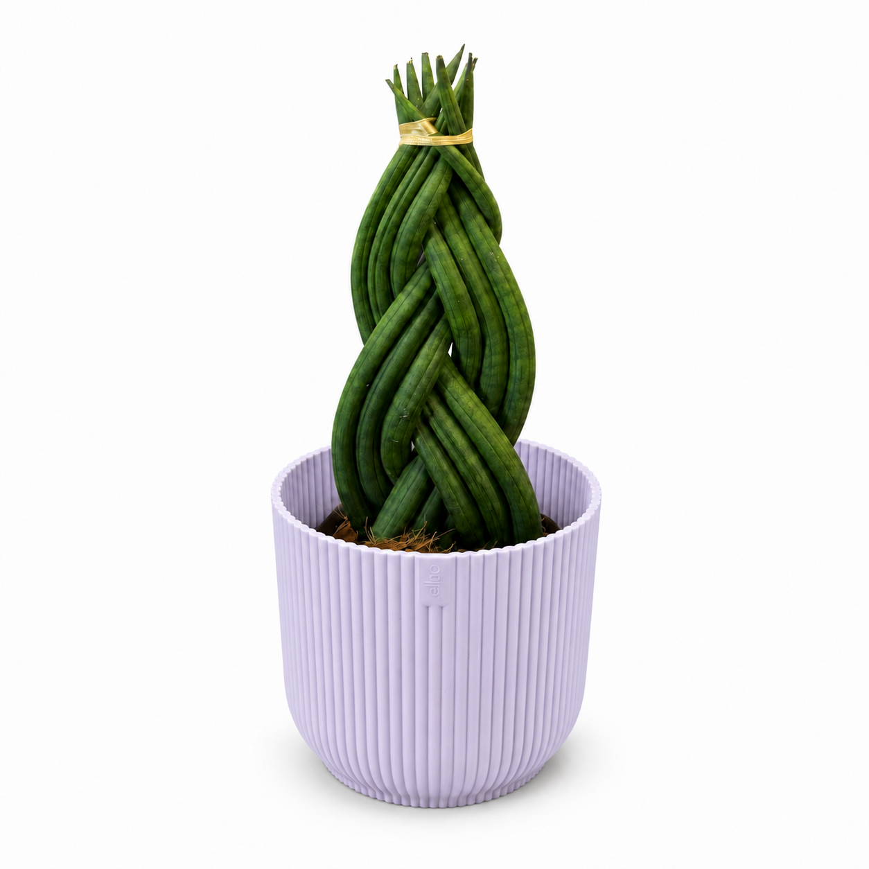 Sansevieria Braided 11cm Houseplant Gift