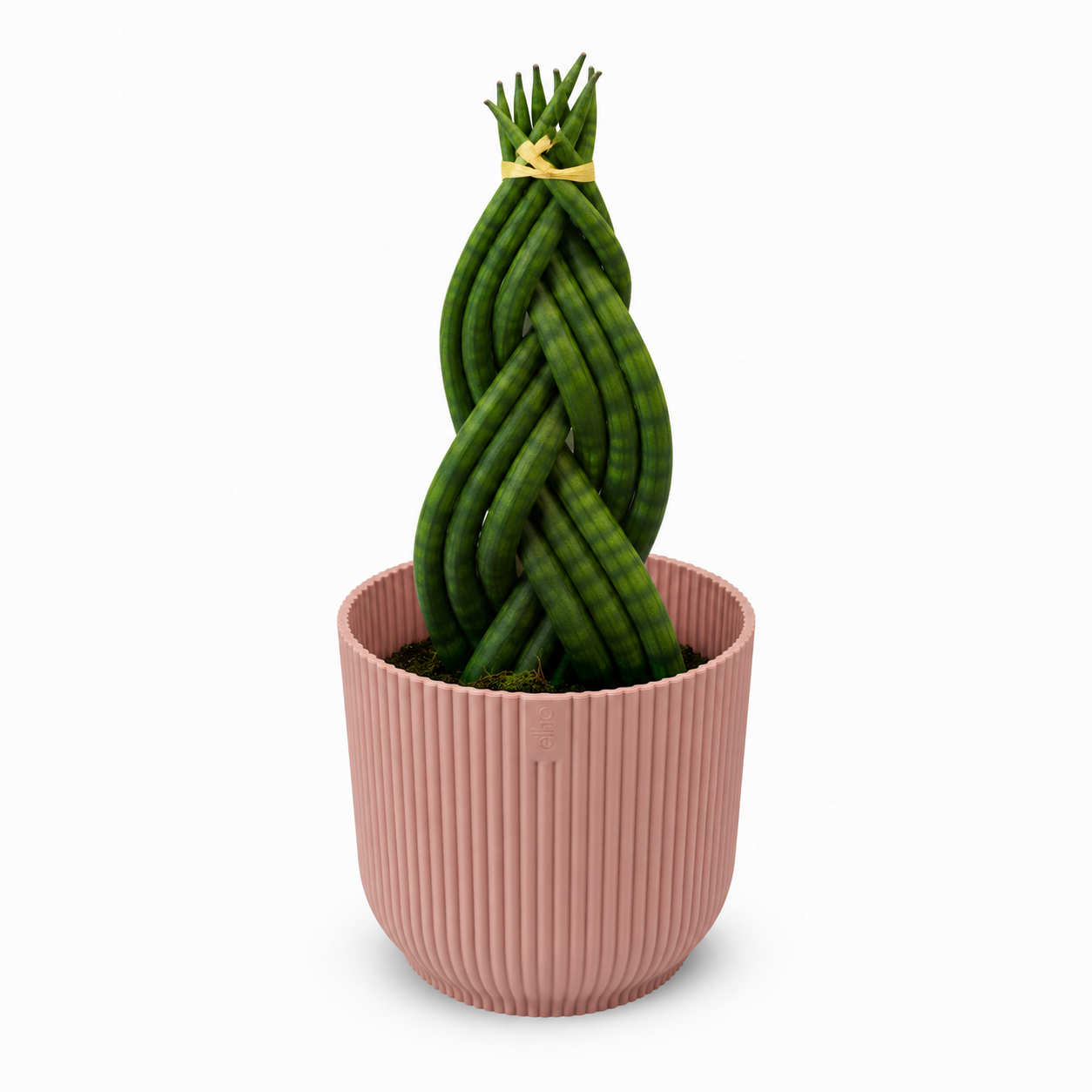 Sansevieria Braided 11cm Houseplant Gift