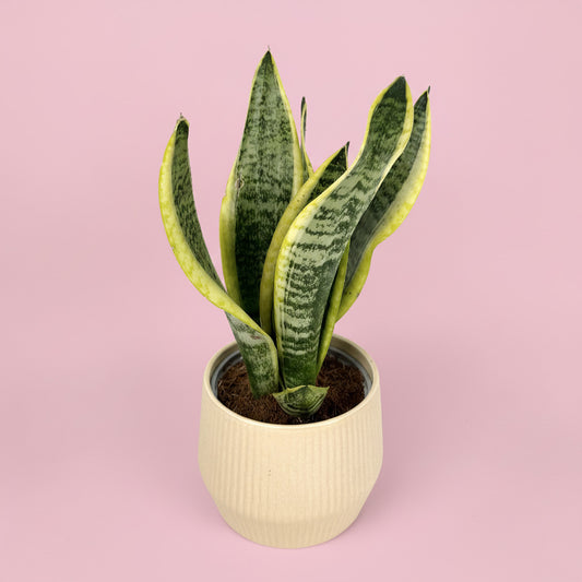 Snake Houseplant And Ceramic Pot Gift Set