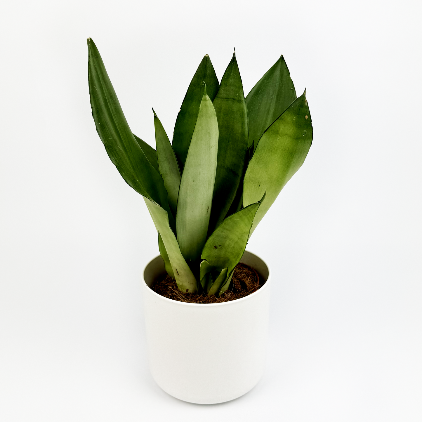 Snake Moonshine Indoor Houseplant