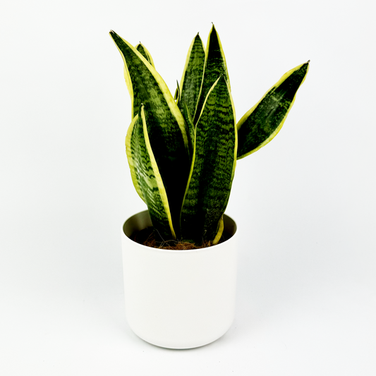 Snake Laurentii Indoor Houseplant