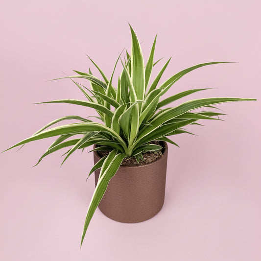 Chlorophytum Houseplant And Gold Ceramic Pot Gift Set