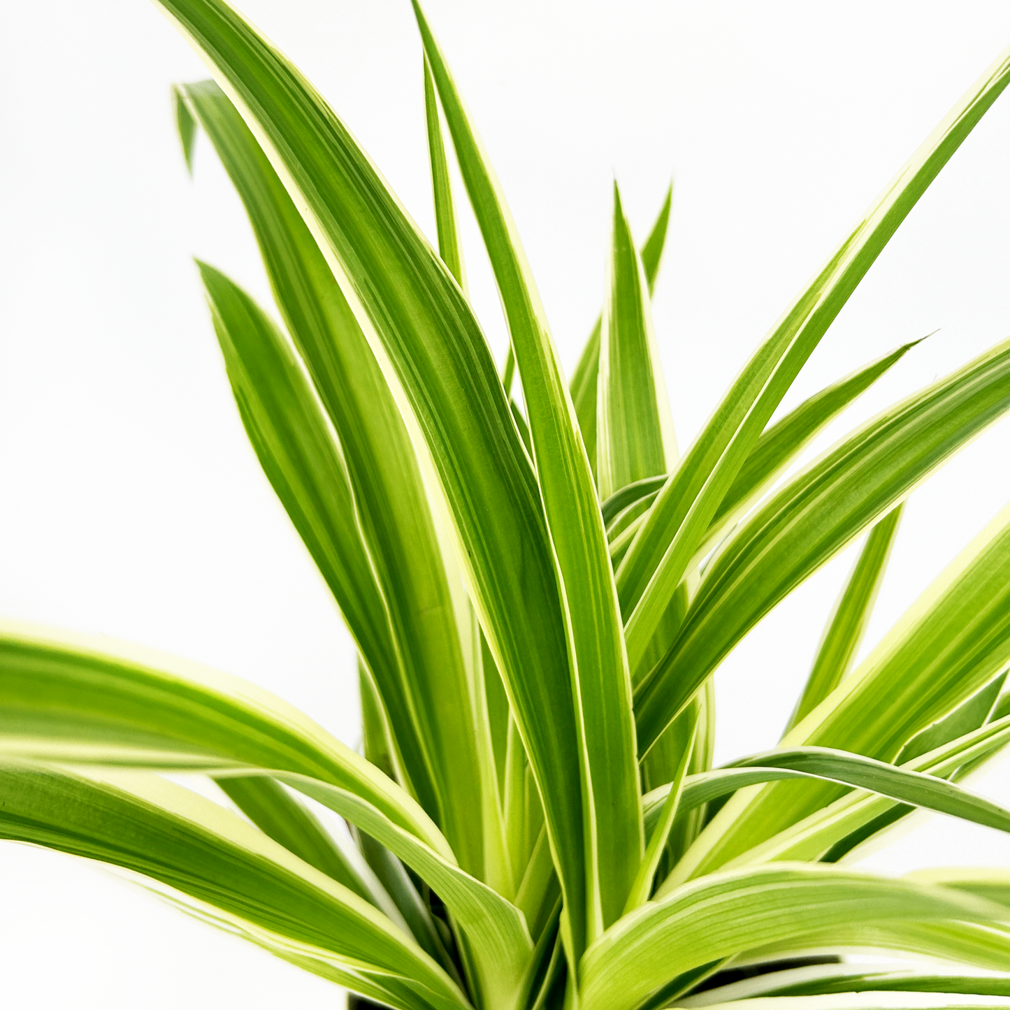 Spider Indoor Houseplant