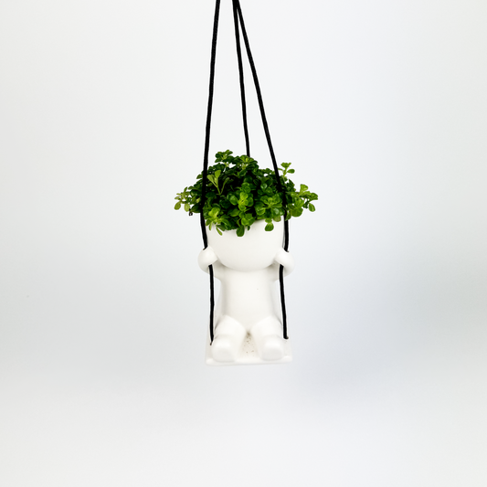 Pilea Swinging pot Houseplant