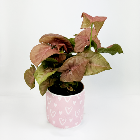 Syngonium Red Heart With Heart Ceramic Pot