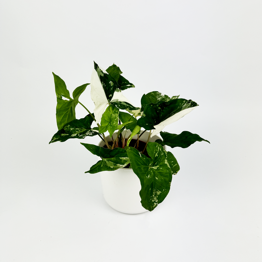 Syngonium Albo Variegated Indoor Plant