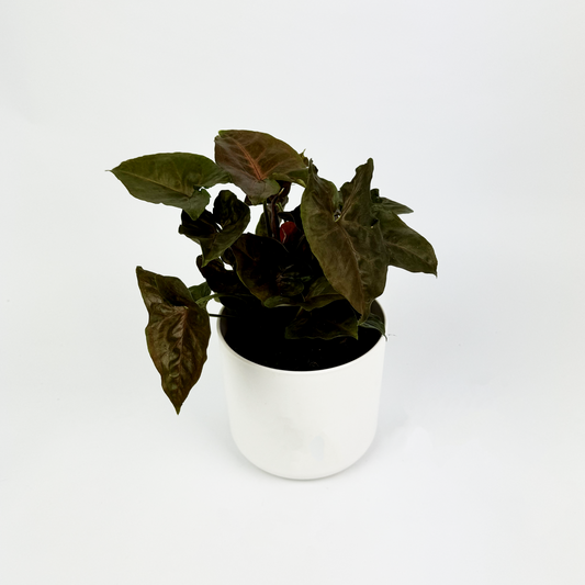 Syngonium Maria Indoor Houseplant