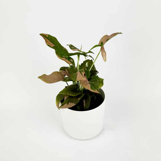 Syngonium Pink Splash Indoor Houseplant