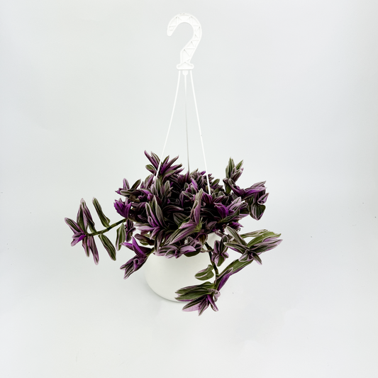 Tradescantia Rosa Hanging pot Indoor Plant