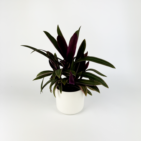 Tradescantia Sitara Houseplant